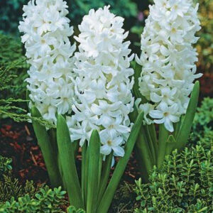 HYACINTH-AIOLOS, VARIETY FLOWER BULBS (PACK OF 6 PCS)