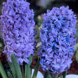 HYACINTH-DELFTS BLAUW, VARIETY FLOWER BULBS (PACK OF 6 PCS)