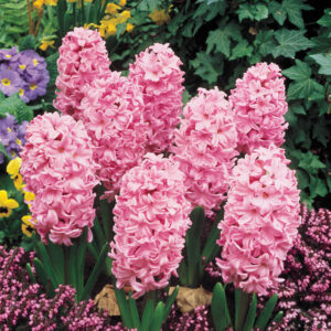 HYACINTH-FONDANT, VARIETY FLOWER BULBS (PACK OF 6 PCS)