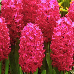 HYACINTH-JON BOSS, VARIETY FLOWER BULBS (PACK OF 6 PCS)
