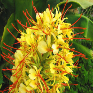 Ginger Lily/Hedyschum Yellow Flower Bulbs (2 Bulbs in a Pack)