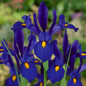 IRIS Blue Variety Flower Bulbs (2 Bulbs in a Pack)
