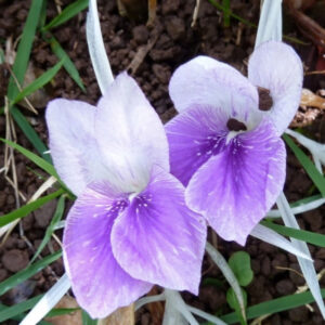 KAEMPHERIYA FLOWER BULBS (PACK OF 15 PC)