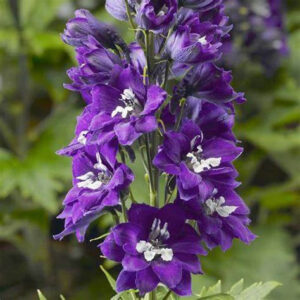 LARKSPUR FLOWER SEEDS