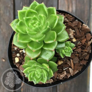 LAXMI KAMAL PLANT (PACK OF 1 PLANT)