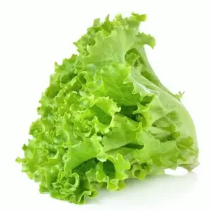 LETTUCE VEGETABLE SEEDS