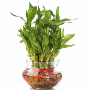 LUCKY BAMBOO PLANT WITH POT 2 LAYER (PACK OF 2 PLANT)