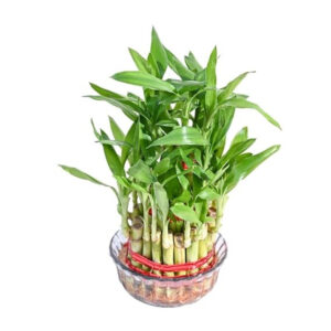 LUCKY BAMBOO PLANT WITH POT 3 LAYER (PACK OF 2 PLANT)