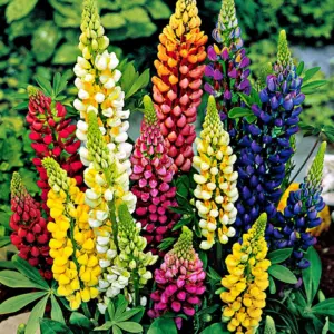LUPINUS PIXIE DELIGHT FLOWER SEEDS