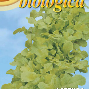 Lettuce Green Salad Bowl - Certified Organic (78-24B)