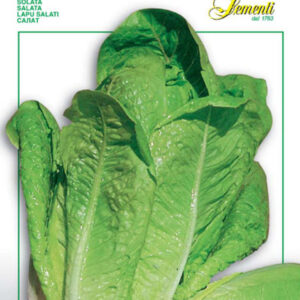 Lettuce Romaine Bionda Lentissima (84-13)