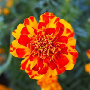 MARIGOLD GULJAFRI FLOWER SEEDS