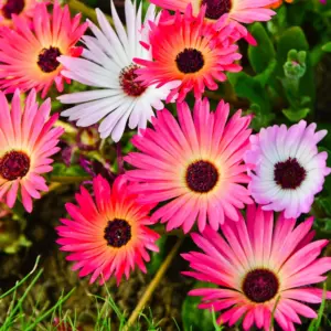 MESEMBRYANTHEMUM FLOWER SEEDS