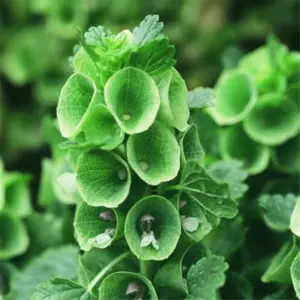 MOLUCCELLA LAEVIS FLOWER SEEDS