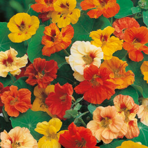 NASTURTIUM FLOWER SEEDS