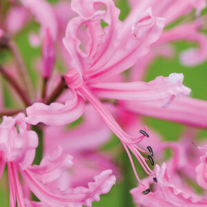 NERINE PINK FLOWER BULBS (PACK OF 10 PC)