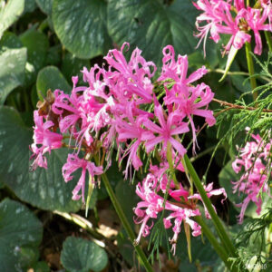 Narine Pink Variety Flower Bulbs (2 Bulbs in a Pack)
