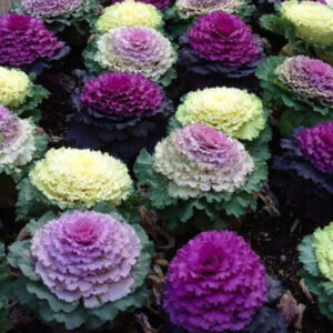ORNAMENTAL CABBAGE FLOWER SEEDS