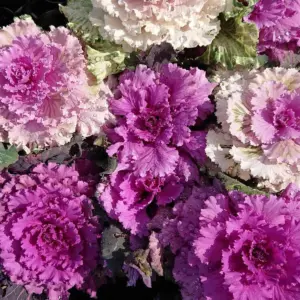 ORNAMENTAL KALE FINGERED FLOWER SEEDS