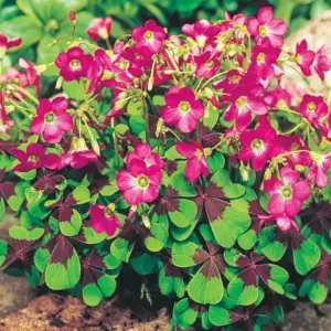 OXALIS-IRON CROSS, VARITEY FLOWER BULBS (PACK OF 5 PCS )