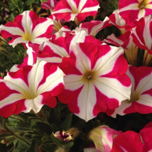 PETUNIA ULTRA FLOWER SEEDS