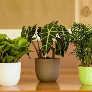 PLASTIC POT (COMBO) MULTICOLOR 15CM (PACK OF 3 PC) (1)