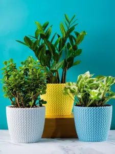 PLASTIC POT (COMBO) WHITE, YELLOW, SKYBLUE, 5 INCH (PACK OF 3 PC) (1)