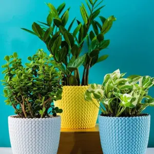 PLASTIC POT (COMBO) WHITE, YELLOW, SKYBLUE, 5 INCH (PACK OF 3 PC) (1)