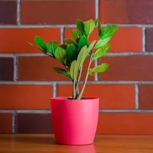 PLASTIC POT PASTEL PINK 5 INCH (PACK OF 3 PC )