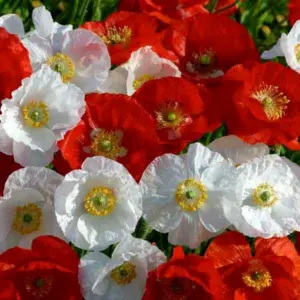 POPPY SHIRLEY FLOWER SEEDS