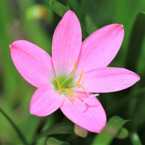 RAIN LILY PINK FLOWER BULBS (PACK OF 10 PC)