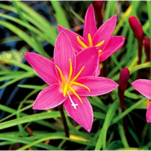 RAIN LILY ROSE FLOWER BULBS (PACK OF 50 PC)