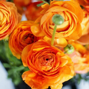 RANUNCULUS-ORENGE, VARITEY FLOWER BULBS (PACK OF 15 PCS)