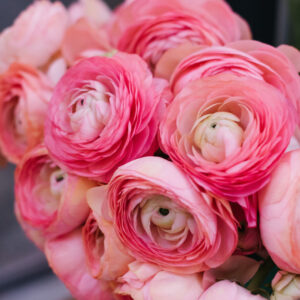 RANUNCULUS-PINKI, VARITEY FLOWER BULBS (PACK OF 15 PCS)