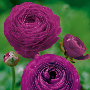 RANUNCULUS-PURPLE, VARITEY FLOWER BULBS (PACK OF 10 PCS)