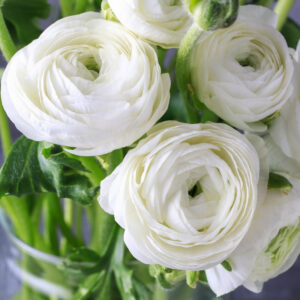 RANUNCULUS-WHITE, VARITEY FLOWER BULBS (PACK OF 10 PCS)