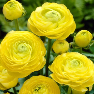 RANUNCULUS - YELLOW, VARIETY FLOWER BULBS (PACK OF 5)
