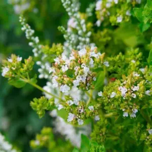 RESEDA BEAUTY FLOWER SEEDS