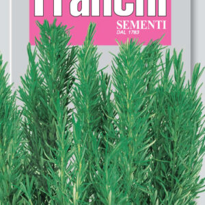 Rosemary - Rosmarino
