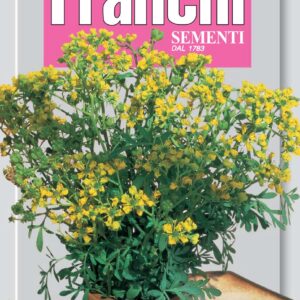 Rue - Ruta Officinalis