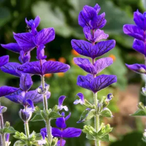 SALVIA BLUE MONDAY FLOWER SEEDS