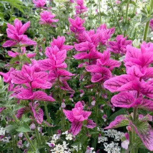 SALVIA PINK SUNDAE FLOWER SEEDS
