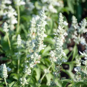 SALVIA WHITE MIST FLOWER SEEDS
