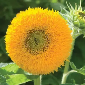 SUNFLOWER TEDDY BEAR FLOWER SEEDS