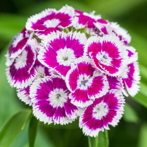 SWEET WILLIAM FLOWER SEEDS