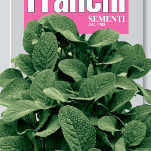 Sage - Salvia officianalis