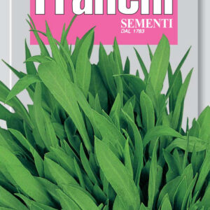 Silene inflata - Sculpit or Stridolo