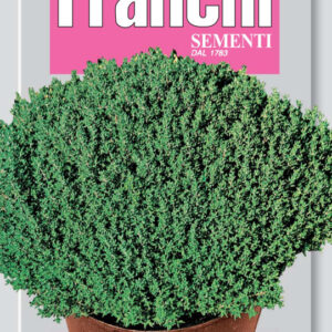 Timo - Thyme of Provence