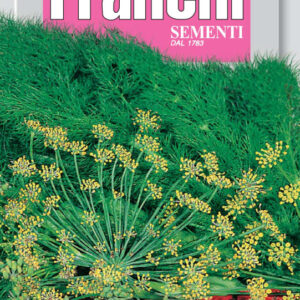 Wild fennel - Finocchio selvatico