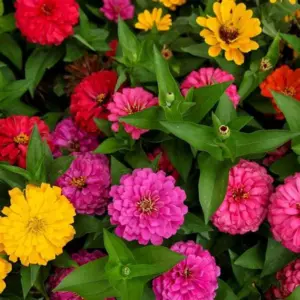 ZINNIA LILIPUT FLOWER SEEDS